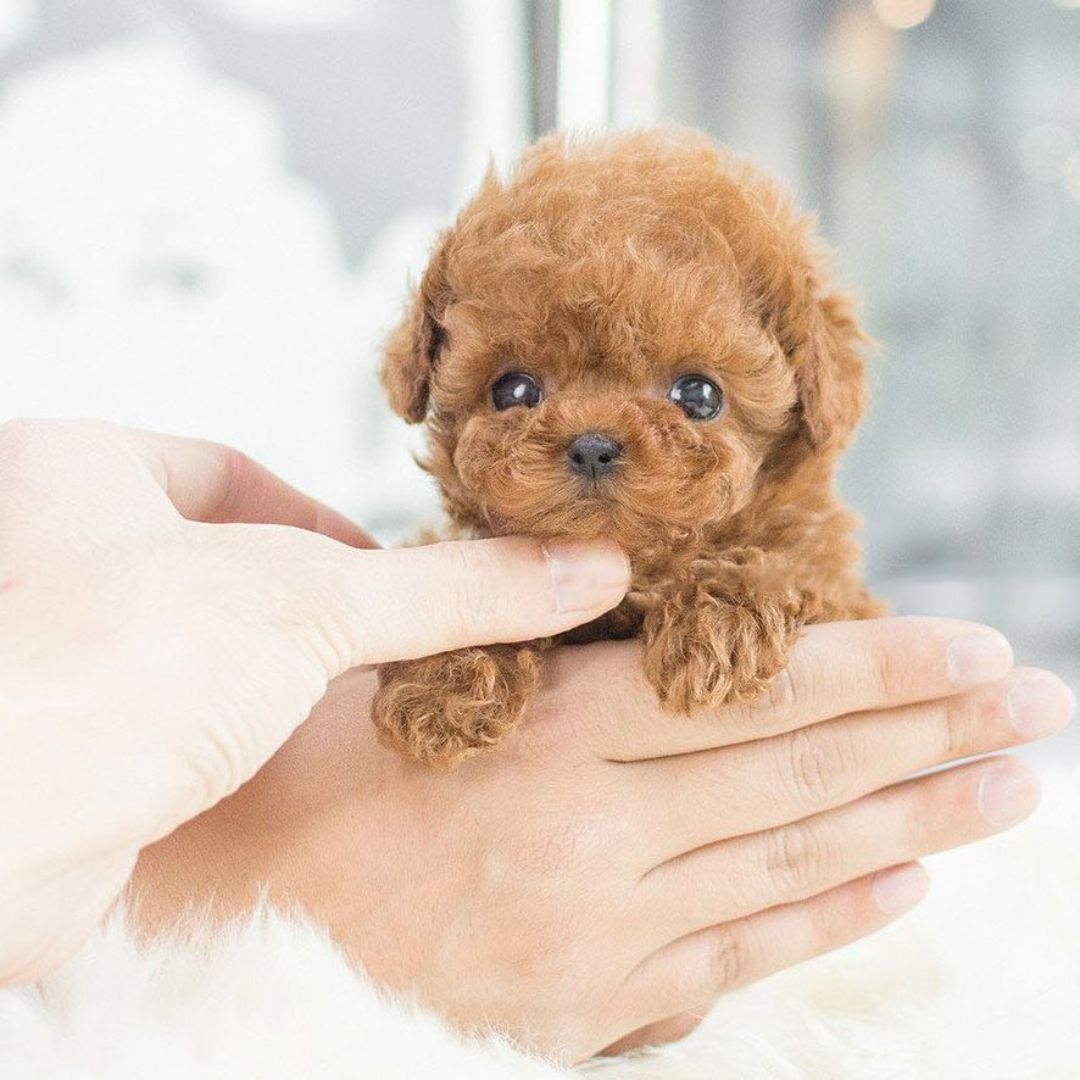 Interactive Plush Puppy Toy Dog